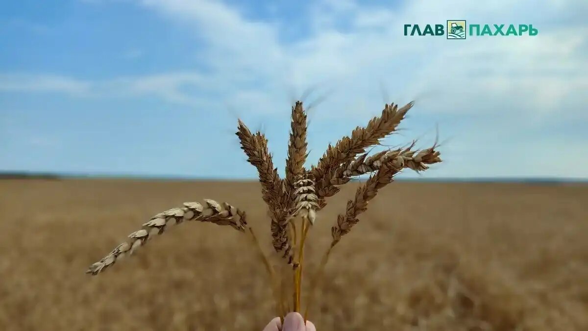 Фото: © Артем Борисов / Glavpahar.ru
Фотография носит иллюстративный характер