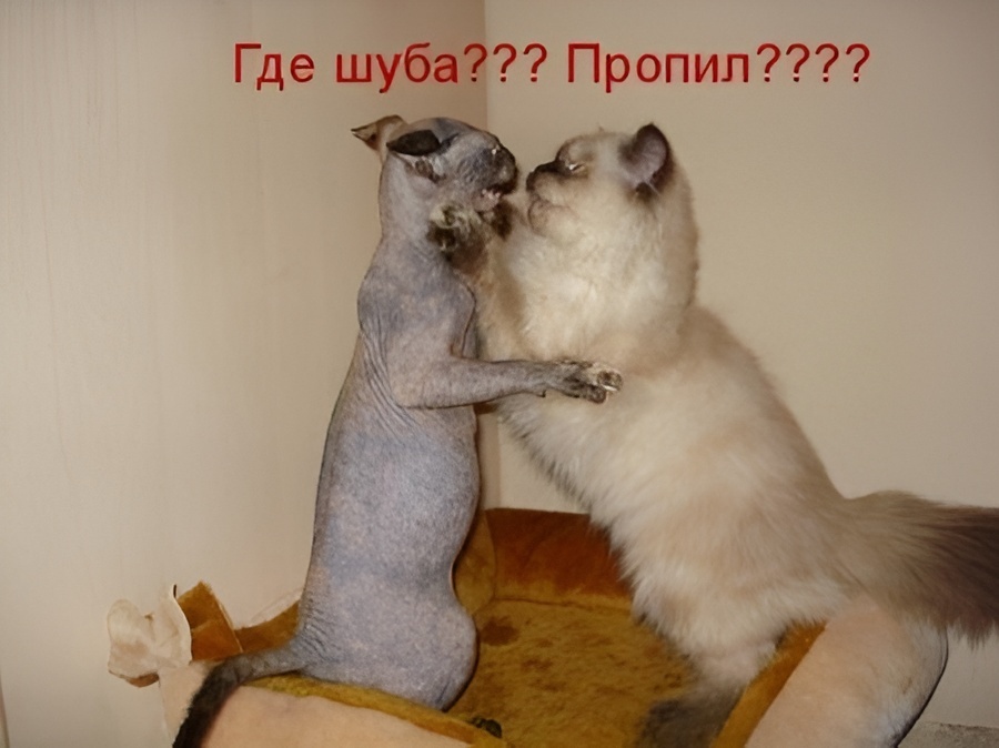 Семейные разборки.