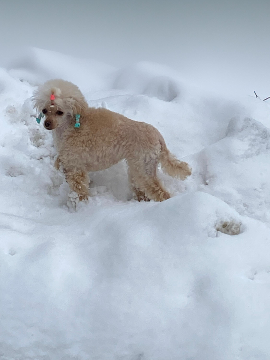 «Это я - “снегурочка” Витаминка. Фото из личного архива автора.