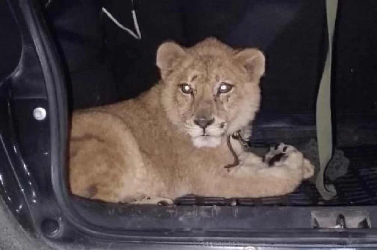    Жители КЧР пытались ввезти в Нефтекумск трёхмесячную львицу в багажнике