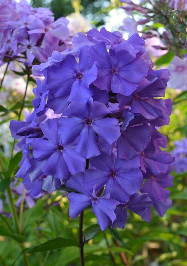 Синий Взгляд, фото В.Г. Борисовой