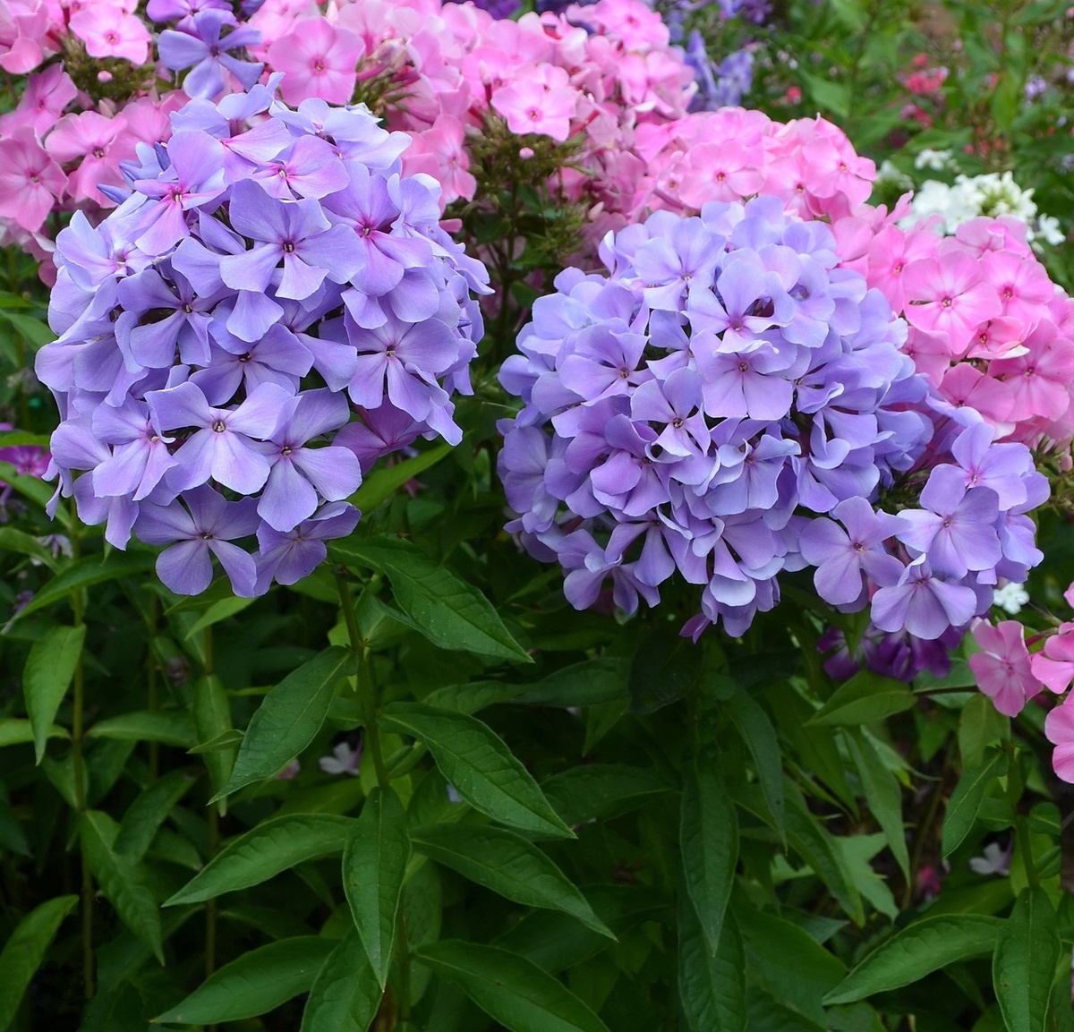 Голубая Гортензия, фото В.Г. Борисовой