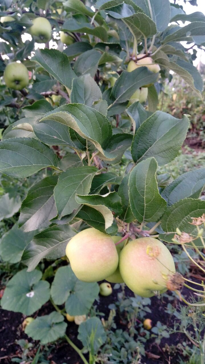 Фото автора.