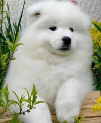 фото взято из интернета 