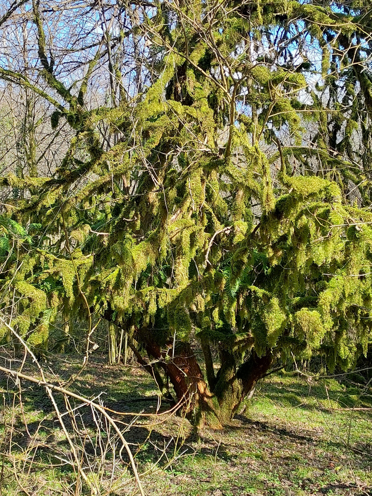 Причудливые деревья в адлерском лесу