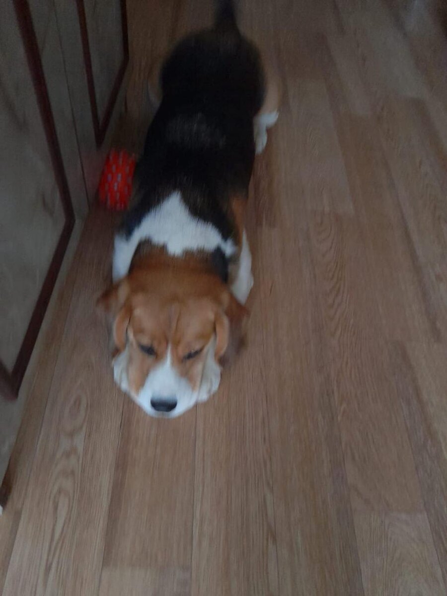 -Я котиков очень уважаю!