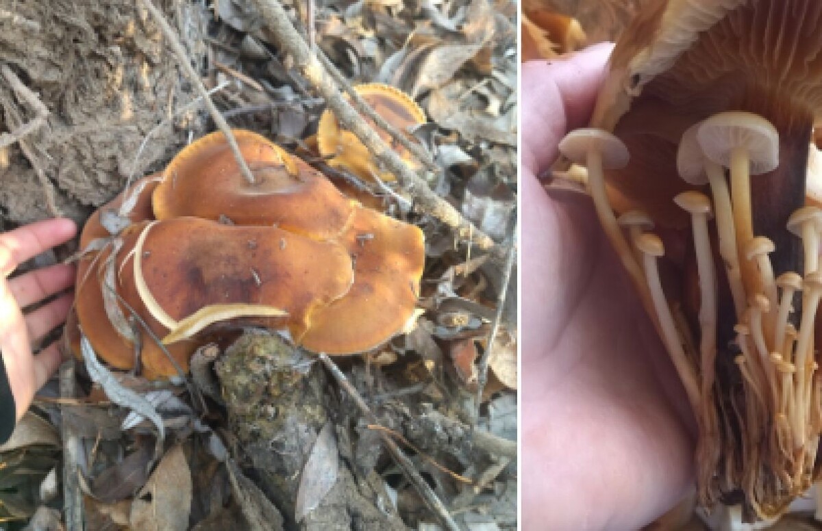 Фото: сообщества «Грибники Астрахани»