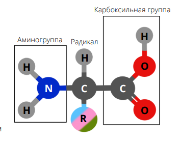 строениеи аминокислот