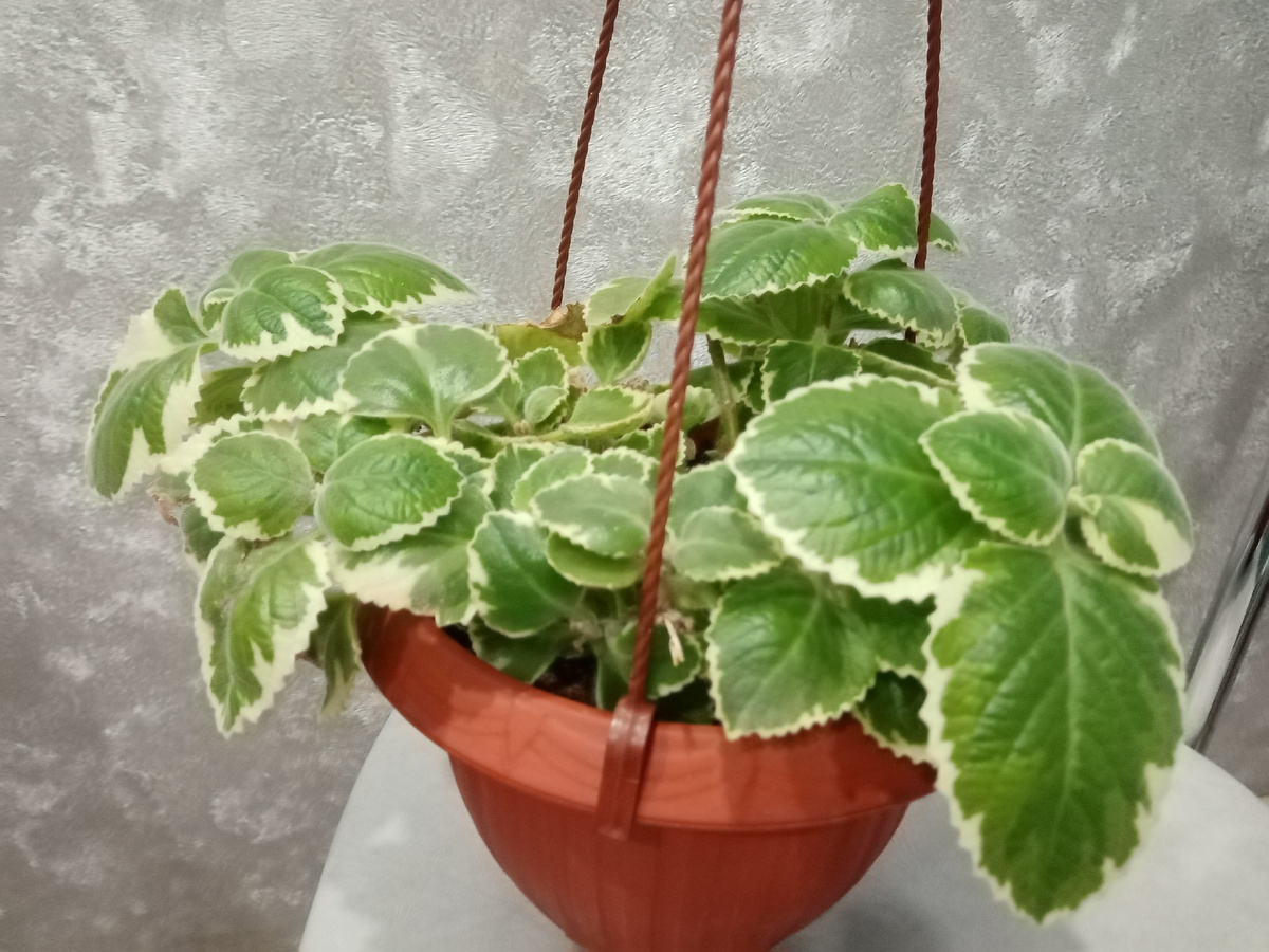 плектрантус вариегата с цитрусовым ароматом фото автора