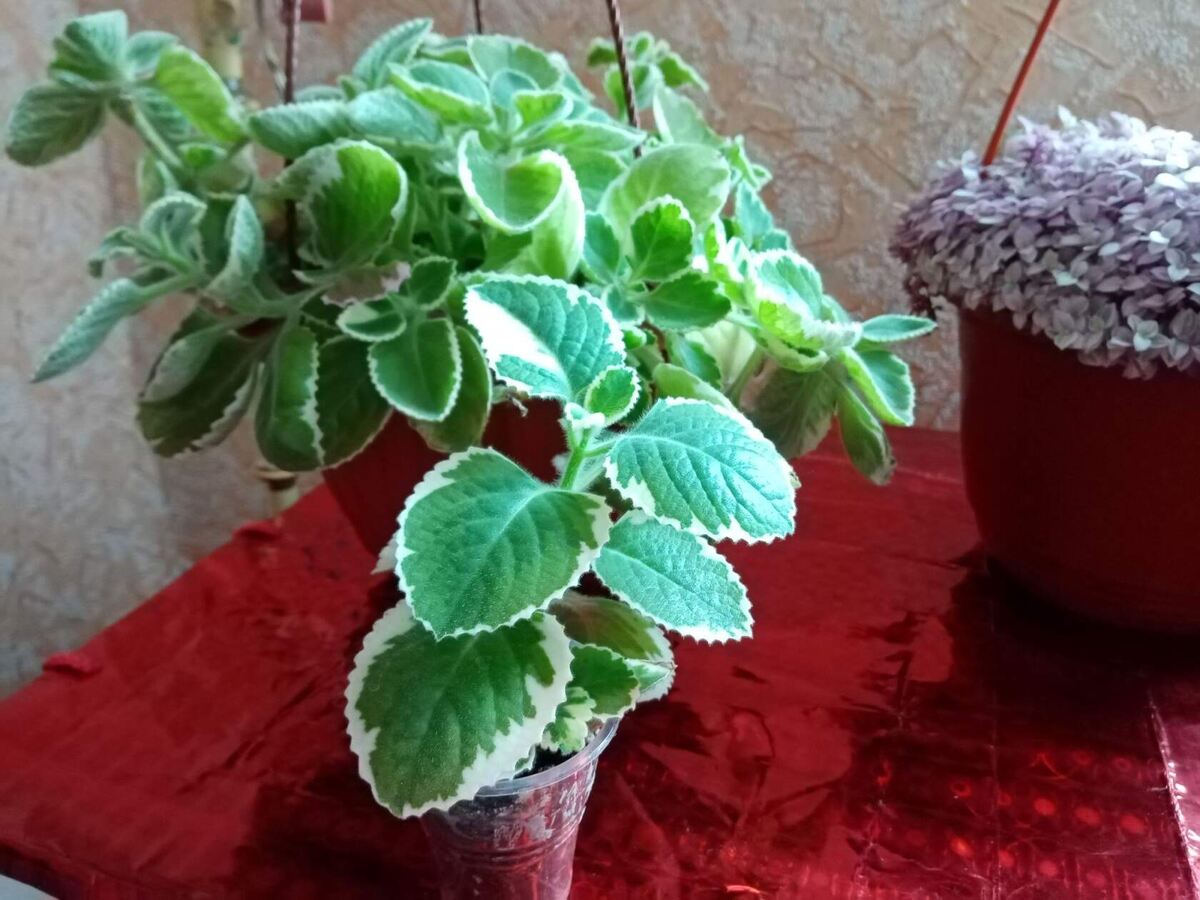 вариегатный плектрантус в моей коллекции фото автора. 