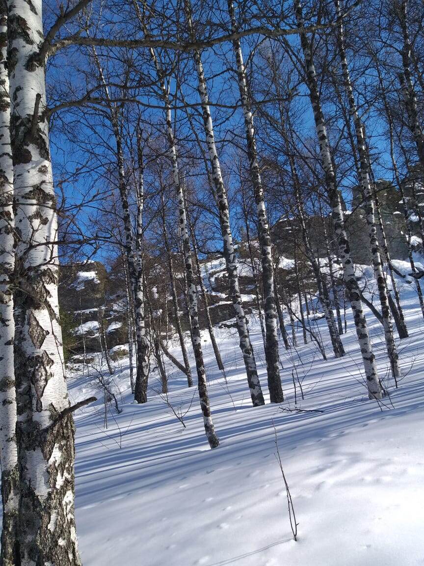 Люблю березы и везде они такие стройные .