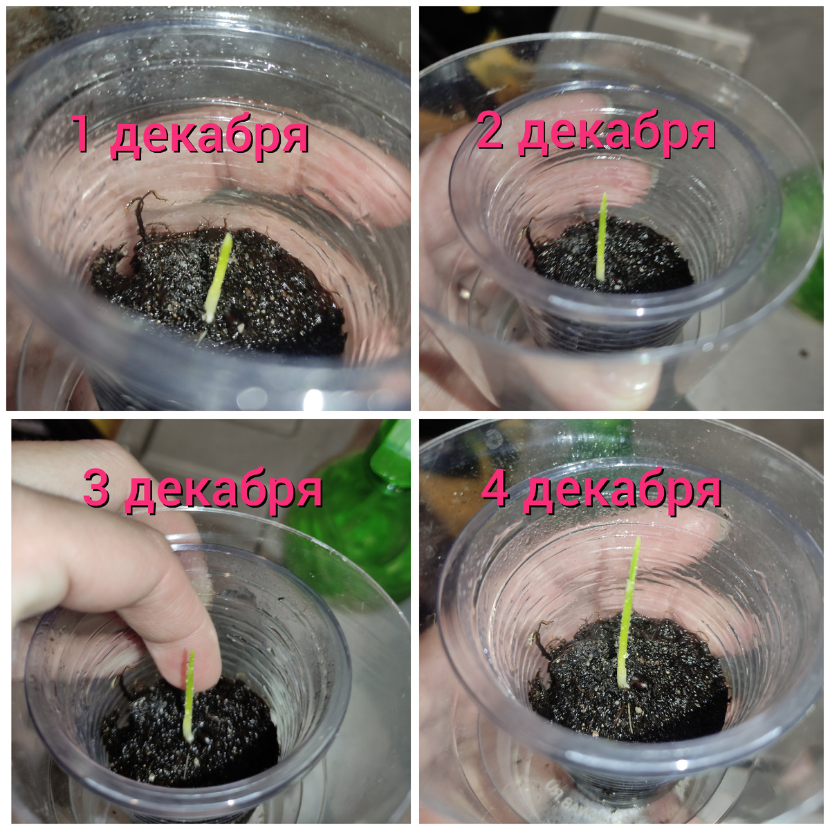 Очень быстро растёт