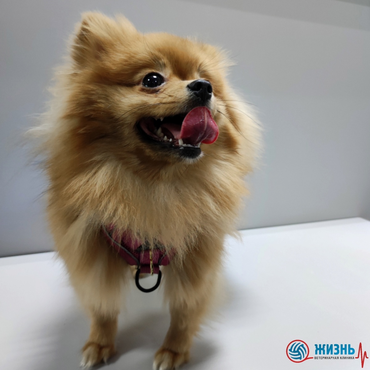 Шпиц на приеме у ветврача в клинике Жизнь. 