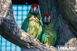    Топ-10 самых умных видов попугаев