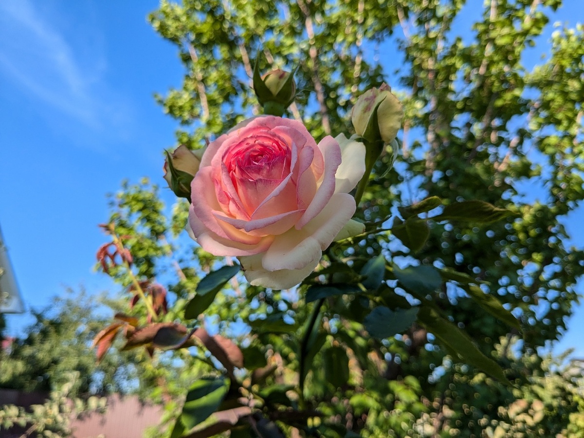 Кисть повторного цветения Pierre de Ronsard