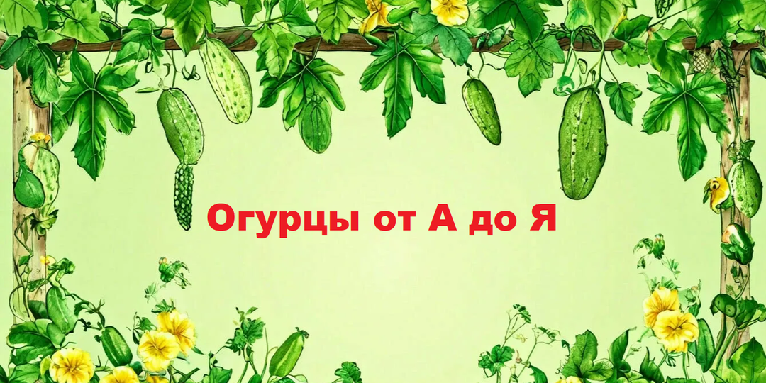 Путешествие в мир огурцов: выращивание от А до Я