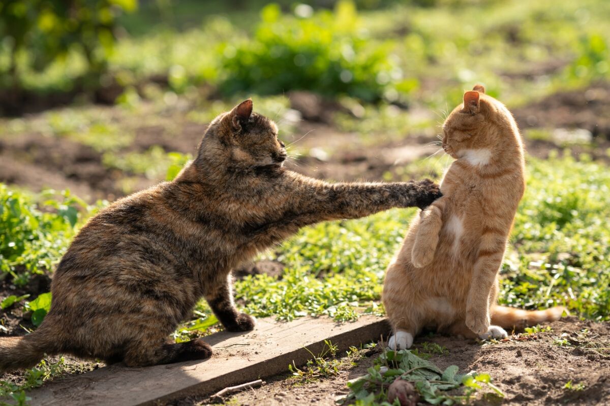 Общение кошек 