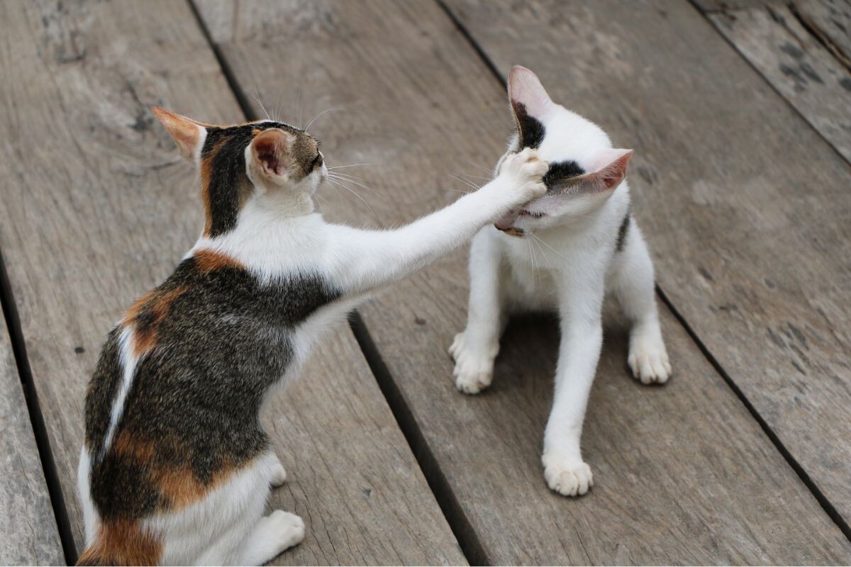 Игра котиков 