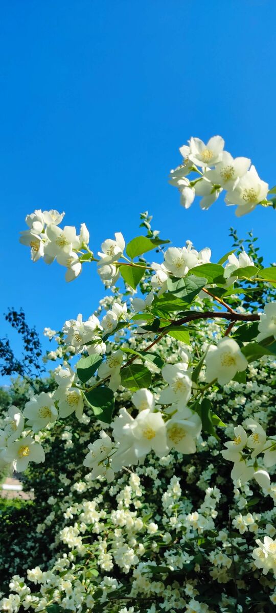 Цветущий чубушник, который все называют жасмином. (Предположительно, в Парке Победы)