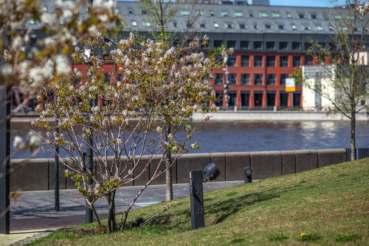 Цветение ирги Ламарка на набережной Марка Шагала и ландшафтное освещение.