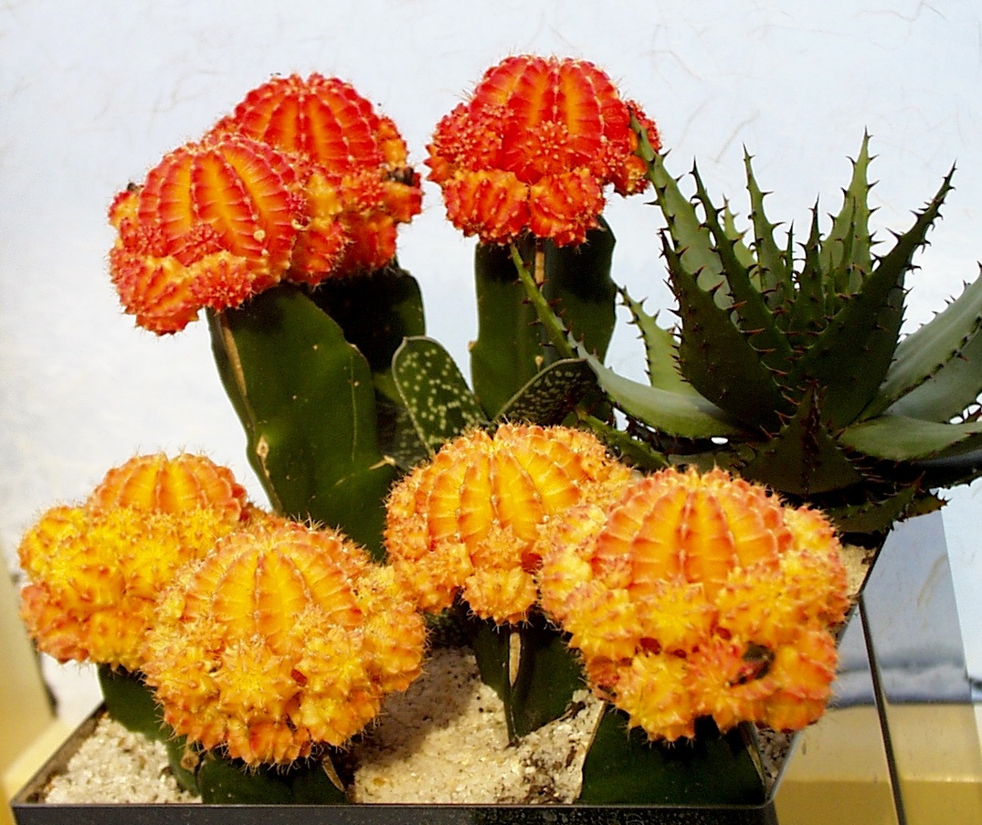 55. Фотографии в тексте - из моего фотоархива. Кроме последней - про нее там указано.