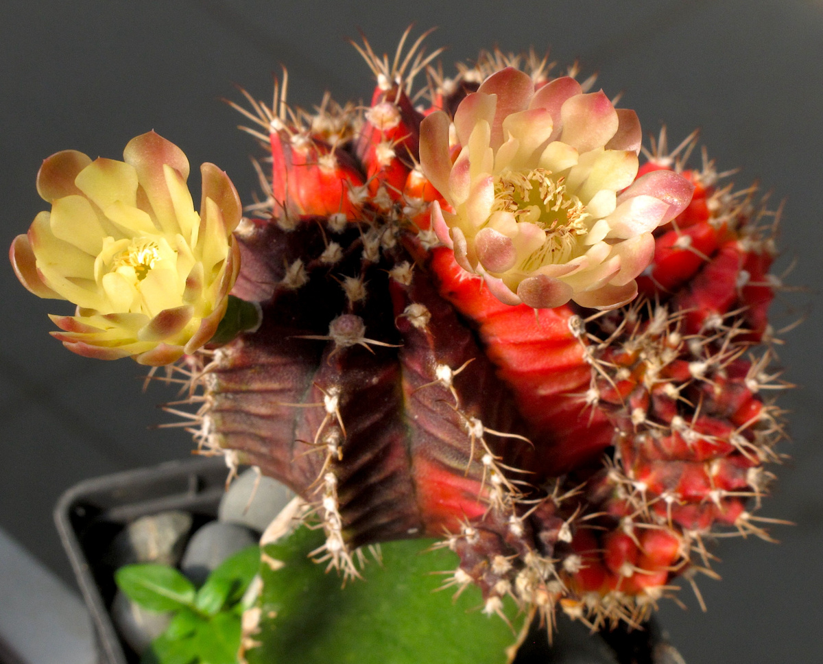 "Цветной" гимнокалициум (при достойном уходе) ...