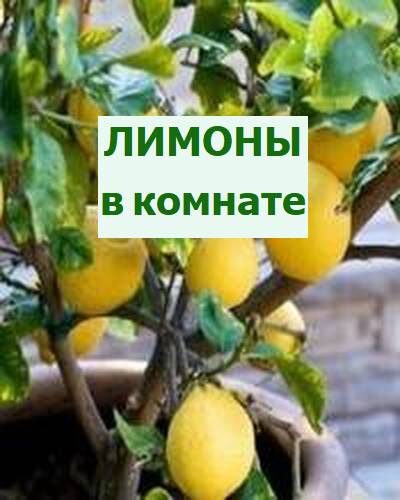 выращивание комнатных лимонов