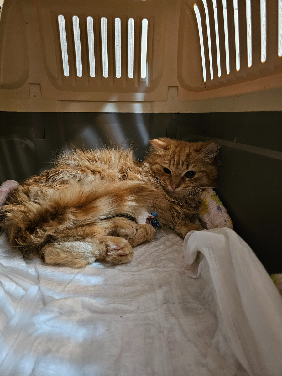 Фото автора. Малышка.