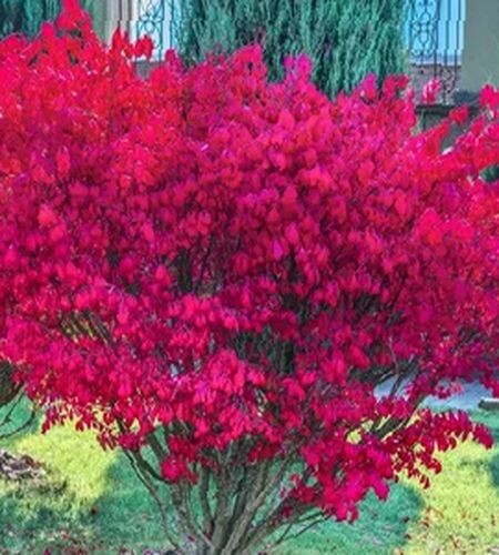 берескет европейский