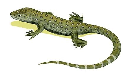 Миллеретта.