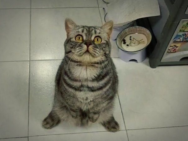 Как же это бесит. Почему кошка клянчит еду, но не ест