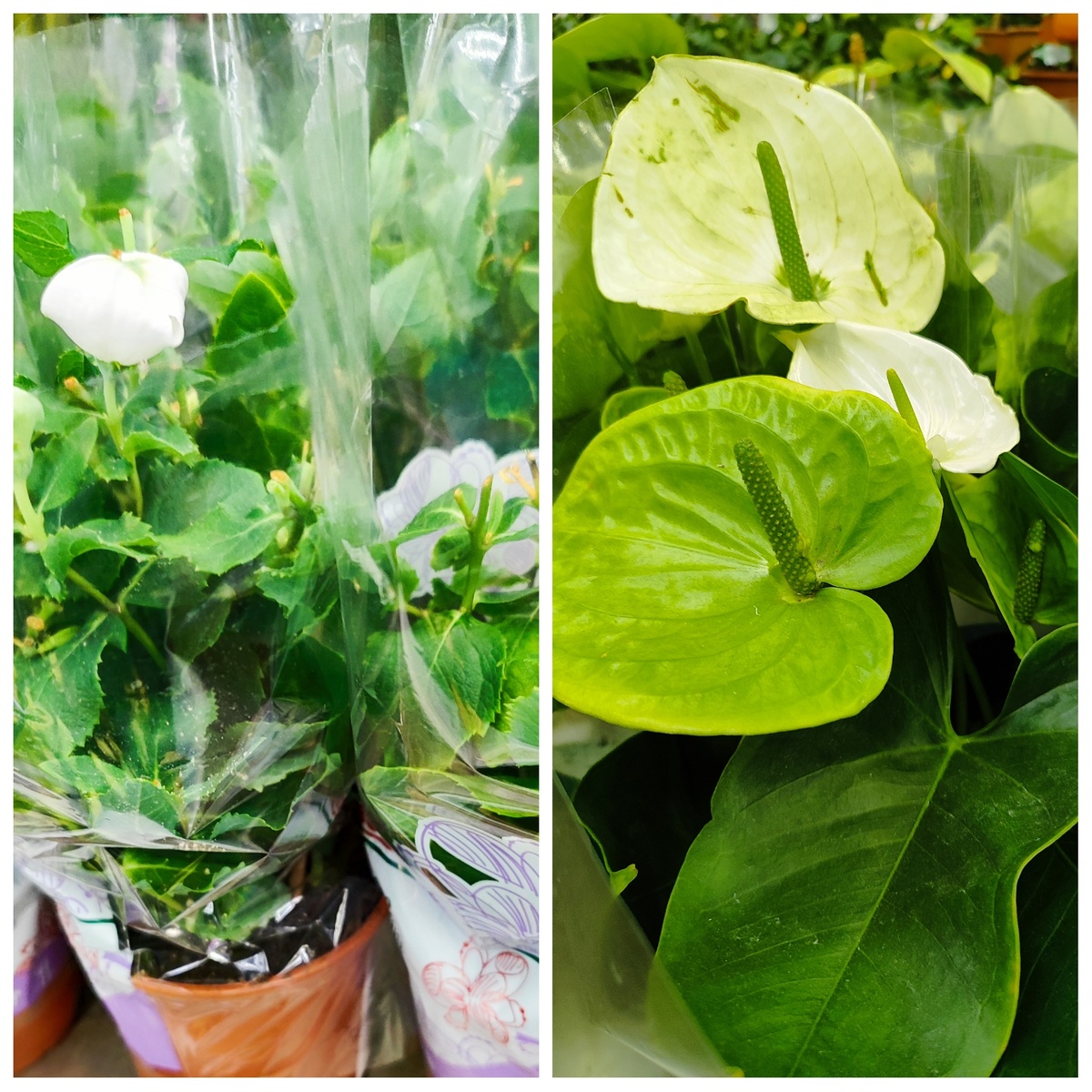 Цветы в Леруа январь 2025г г Екатеринбург