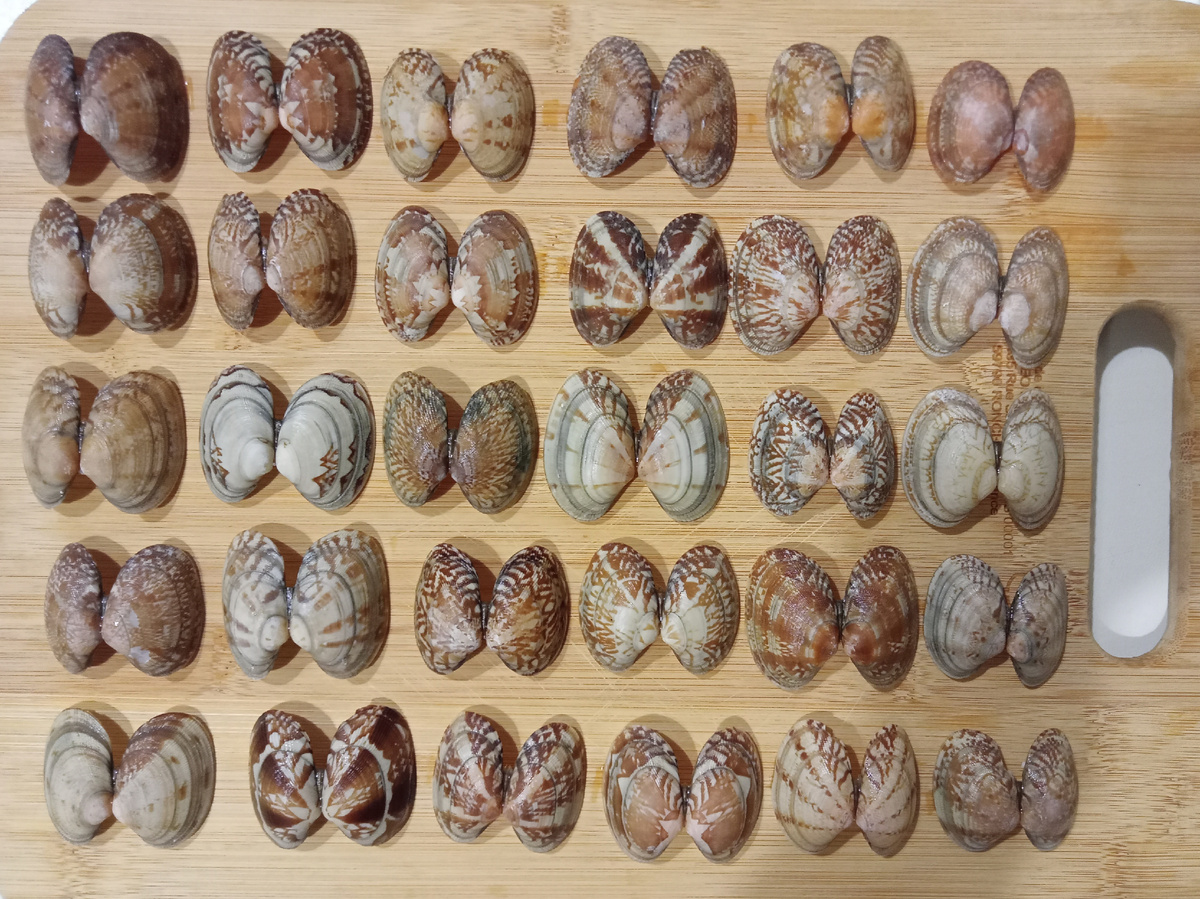Какая ракушка самая красивая?