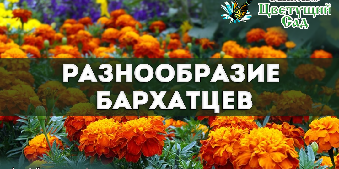Бархатцы: от скромной красоты до королевского великолепия