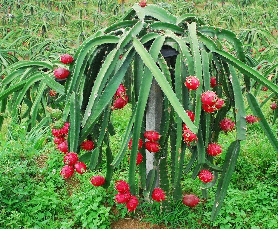 фото из интернет-источника