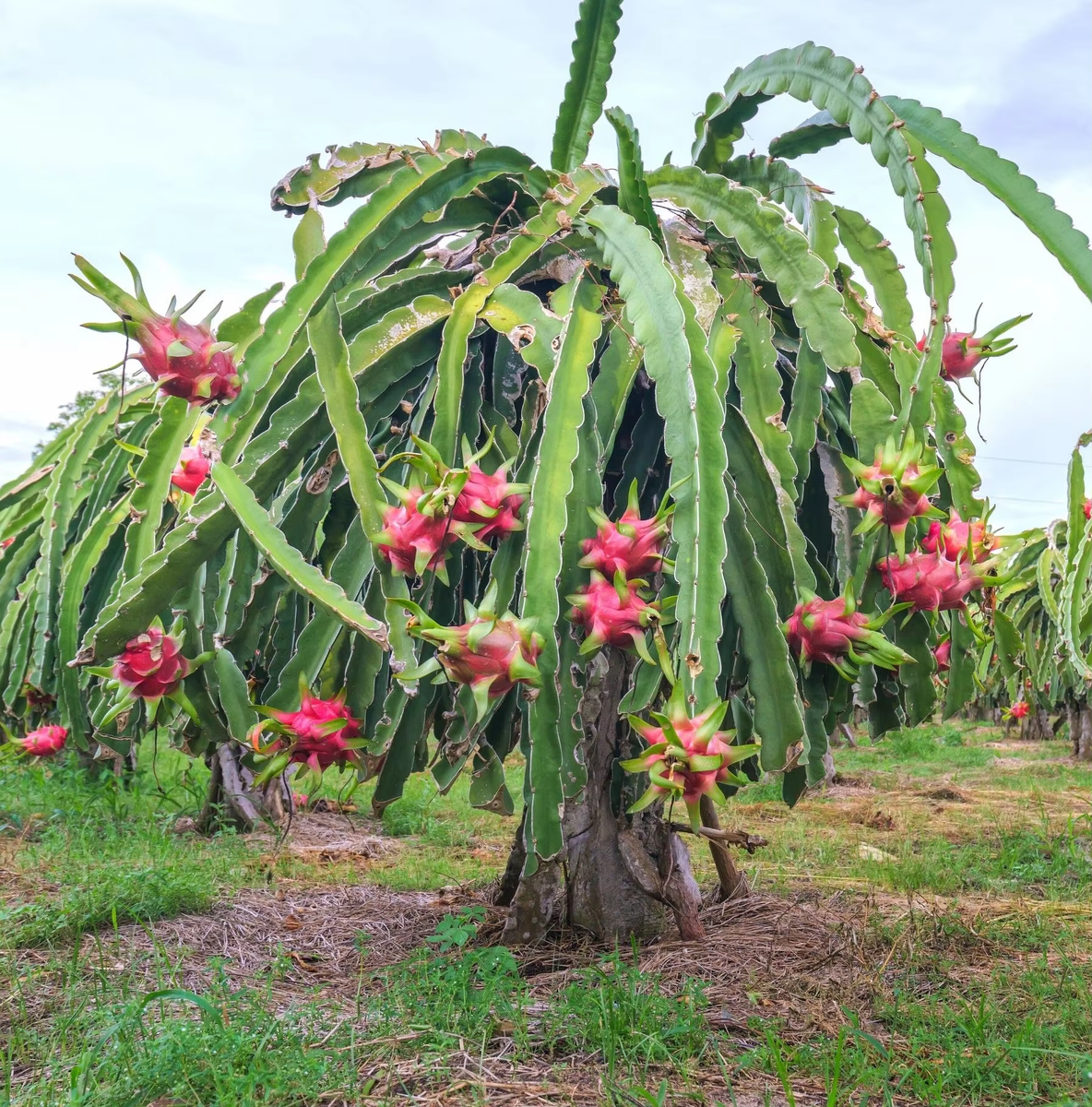 фото из интернет-источника