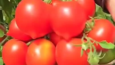ПОЛИНКИНЫ ГРЯДКИ | Томат, который завалит вас урожаем Сорт Сеньор ...