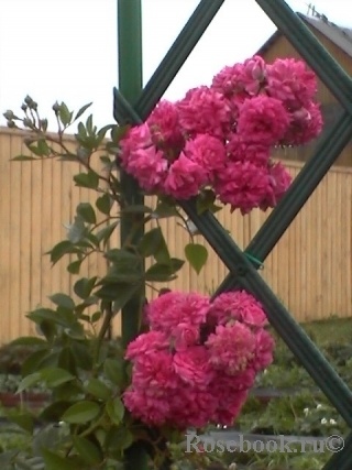 фото с сайта www.rosebook.ru