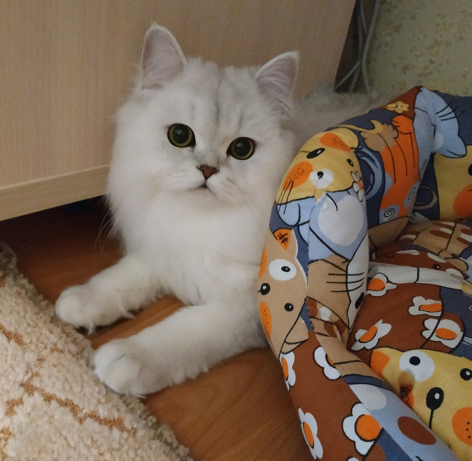 Котик Мишка, Касин 3 помёт, 19 год