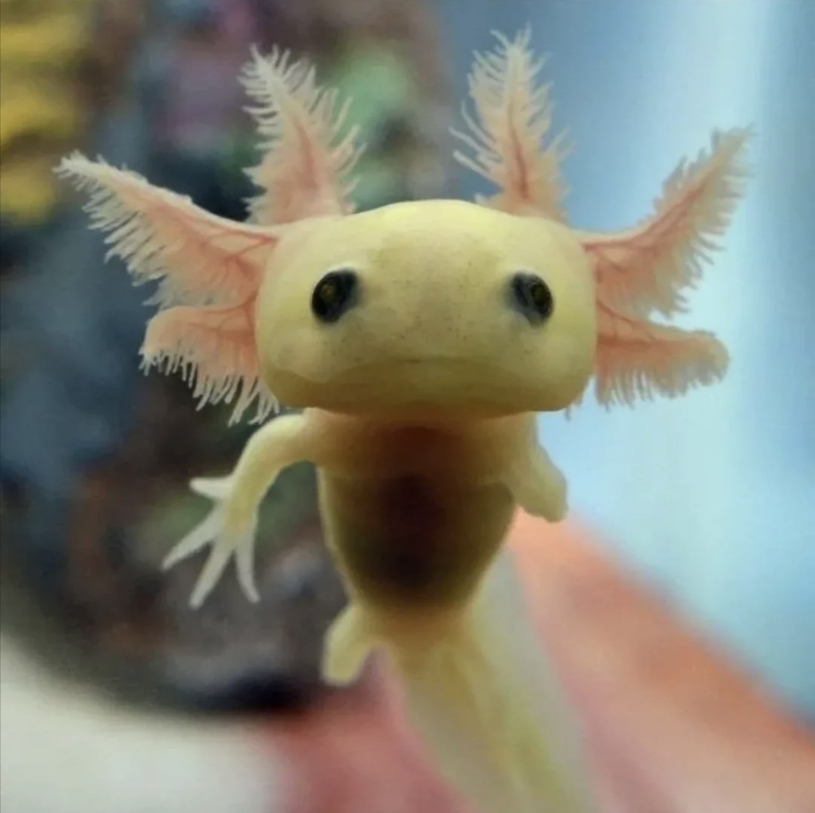 Аксолотль - дитя (рука не выросла ещё☺️😋)