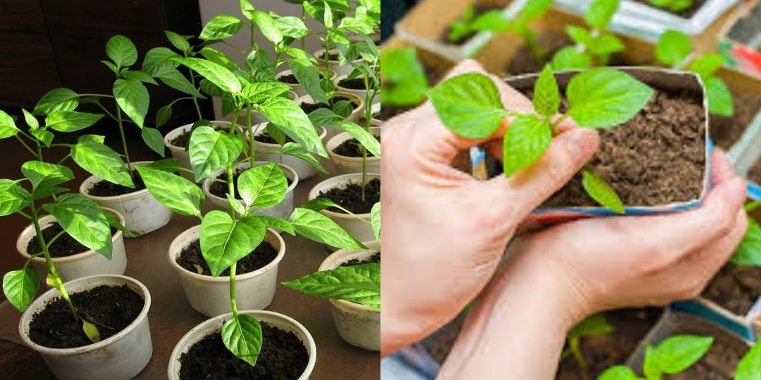 Выращиваю мощную рассаду перца по методу финских фермеров. 4 шага помогут вырастить 8-10 кг с куста