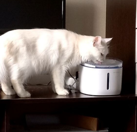 Белочка на водопое🤪