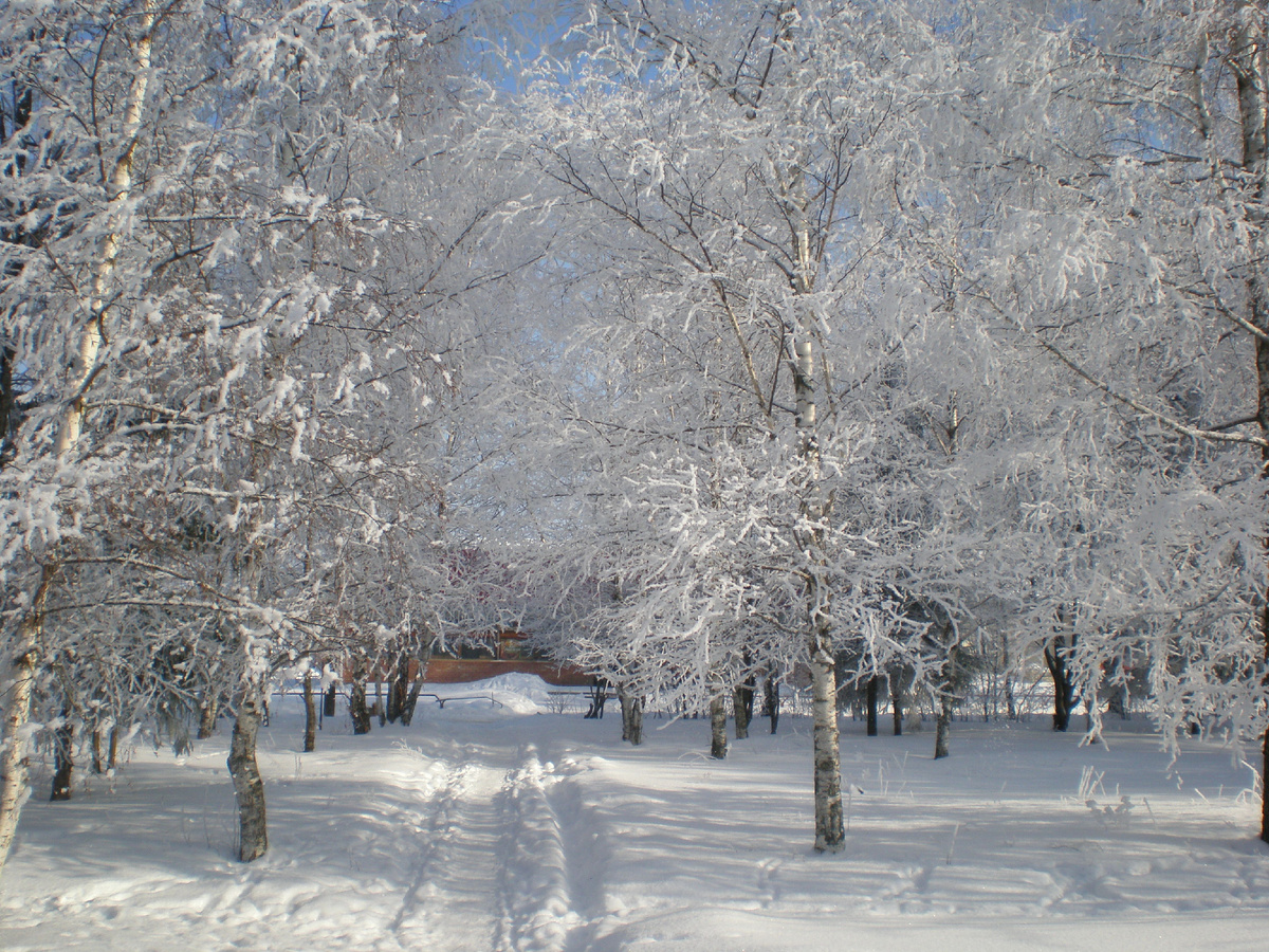 Зимушка . О снеге скоро будем по фото вспоминать .