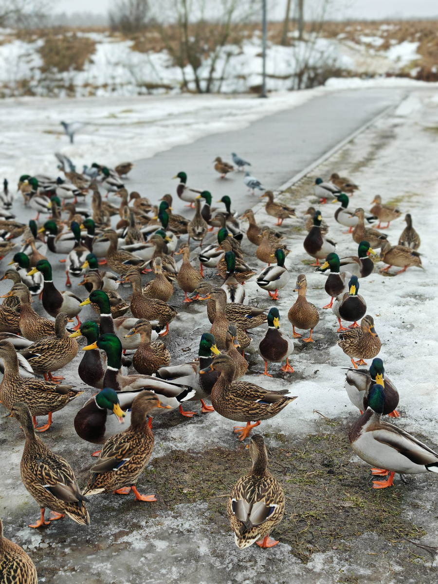Городские утки - "Нас и здесь неплохо кормят" 