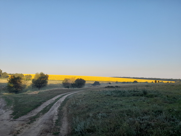 Поле подсолнечника!