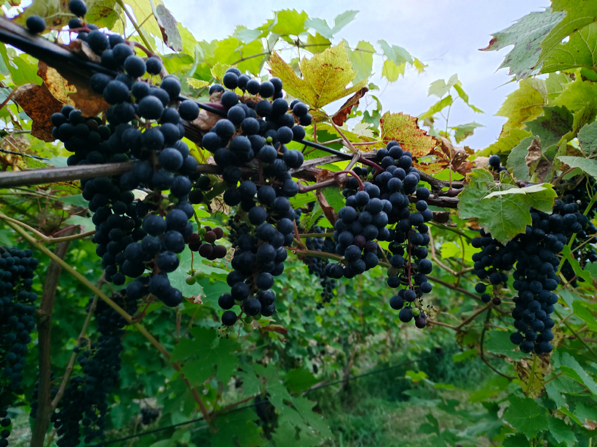 Мукузани/ Оберлин нуар в технических рядах 