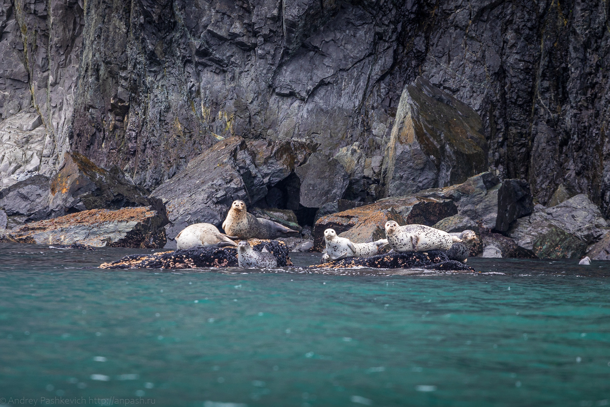 Тюлени на скалах