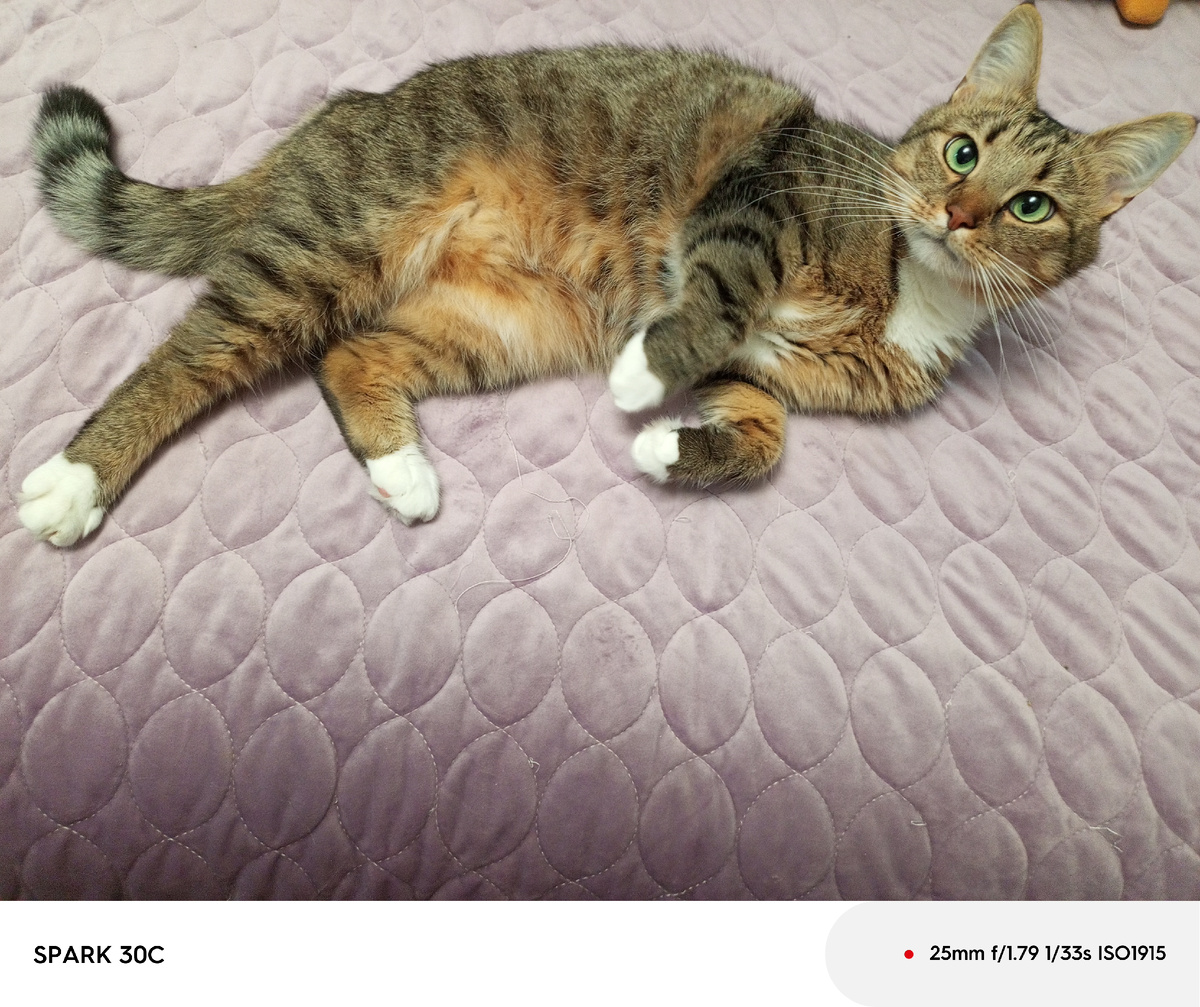 Моя радость, мой котик Мелкий.