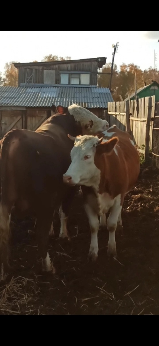 Забава на свидании  поздним летом в позапрошлом году