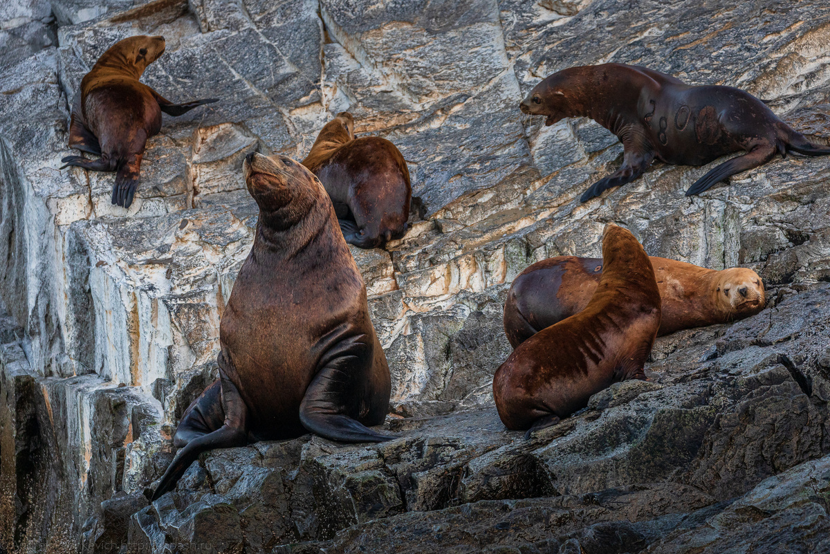 Сивучи на мысу Кекурном